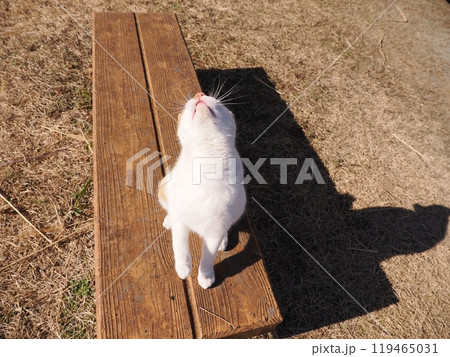 地域猫コロニーで遊ぶ可愛い猫 119465031