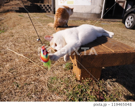 地域猫コロニーで遊ぶ可愛い猫 119465048
