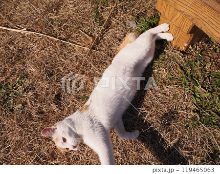 地域猫コロニーで遊ぶ可愛い猫 119465063