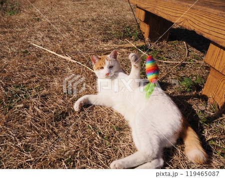 地域猫コロニーで遊ぶ可愛い猫 119465087