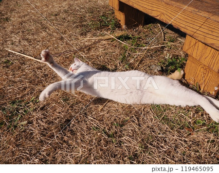地域猫コロニーで遊ぶ可愛い猫 地域猫コロニーで遊ぶ可愛い猫 119465095
