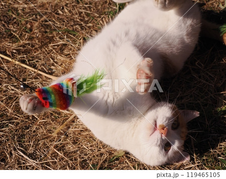 地域猫コロニーで遊ぶ可愛い猫 119465105
