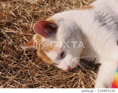 地域猫コロニーで遊ぶ可愛い猫 地域猫コロニーで遊ぶ可愛い猫 119465116