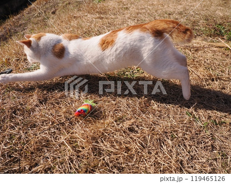 地域猫コロニーで遊ぶ可愛い猫 地域猫コロニーで遊ぶ可愛い猫 119465126