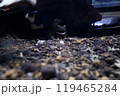 笑っているカエル 119465284