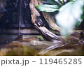 カエルの背中 119465285