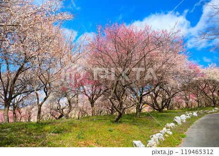 いなべ市梅林公園 いなべ市梅林公園 119465312