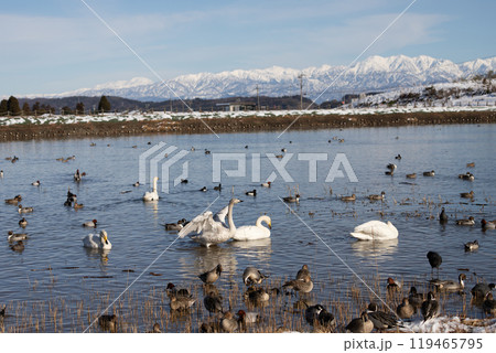田尻池で越冬するハクチョウの群れ 119465795