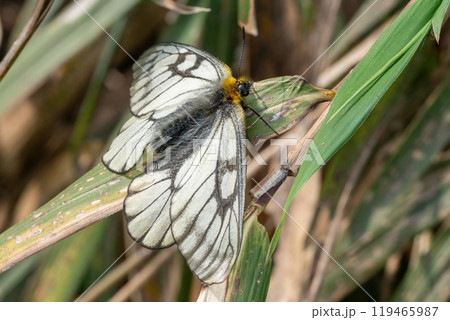 林の中で葉にとまったウスバシロチョウ 119465987