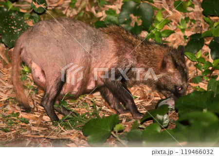 夜間撮影 タヌキ 狸 野生動物 病気 皮膚 蚊 訪問者 夜間撮影 タヌキ 狸 野生動物 病気 皮膚 蚊 訪問者 119466032