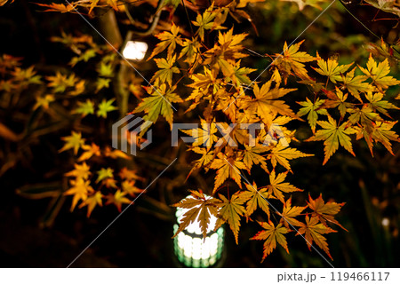 ライトアップされた美しい色彩の紅葉 119466117