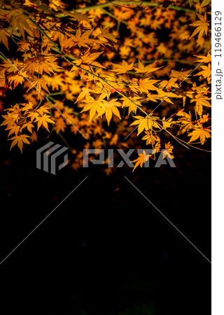 ライトアップされた美しい色彩の紅葉 119466129