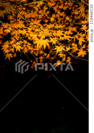 ライトアップされた美しい色彩の紅葉 119466130