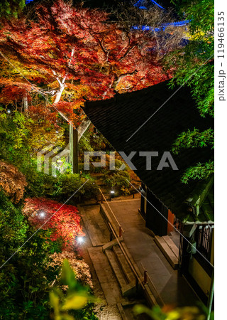 【神奈川県】鮮やかな色彩が美しい長谷寺の紅葉ライトアップ 119466135