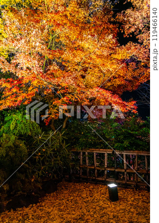 【神奈川県】鮮やかな色彩が美しい長谷寺の紅葉ライトアップ 119466140