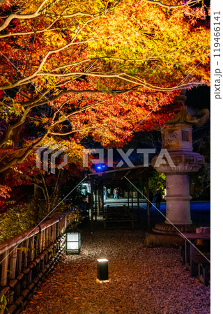 【神奈川県】鮮やかな色彩が美しい長谷寺の紅葉ライトアップ 【神奈川県】鮮やかな色彩が美しい長谷寺の紅葉ライトアップ 119466141