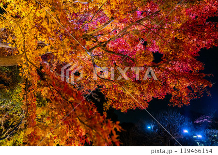 【神奈川県】鮮やかな色彩が美しい長谷寺の紅葉ライトアップ 119466154