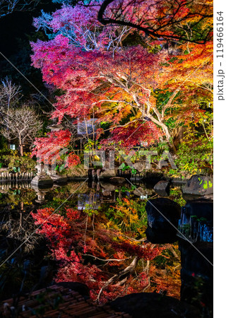 【神奈川県】鮮やかな色彩が美しい長谷寺の紅葉ライトアップ 119466164