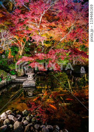【神奈川県】鮮やかな色彩が美しい長谷寺の紅葉ライトアップ 【神奈川県】鮮やかな色彩が美しい長谷寺の紅葉ライトアップ 119466169