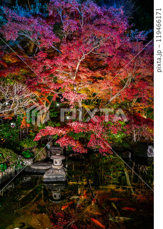 【神奈川県】鮮やかな色彩が美しい長谷寺の紅葉ライトアップ 【神奈川県】鮮やかな色彩が美しい長谷寺の紅葉ライトアップ 119466171