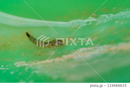 Close up of mosquito larva 119466635