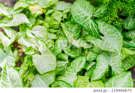 Caladium leaves background. Details of caladium plants in a garden. Tropical Caladium Leaves Caladium leaves background. Details of caladium plants in a garden. Tropical Caladium Leaves 119466673