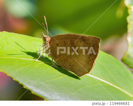 緑の葉にとまった褐色のムラサキシジミ 緑の葉にとまった褐色のムラサキシジミ 119466681