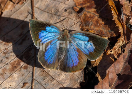 枯葉の上で翅を全開にして青い翅模様を見せるムラサキシジミ 枯葉の上で翅を全開にして青い翅模様を見せるムラサキシジミ 119466708