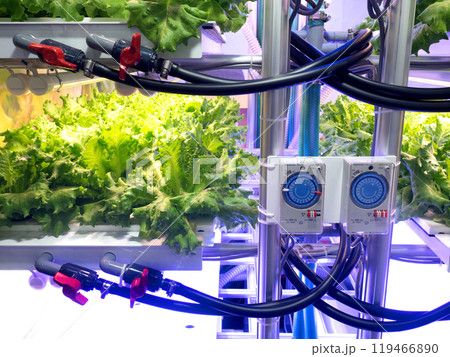 植物工場　リーフレタスの栽培 119466890