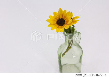 可愛いミニひまわり 119467203