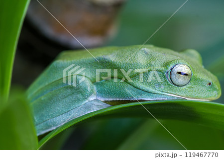 Vibrant Green Taipei Tree Frog on a Leaf. Vibrant Green Taipei Tree Frog on a Leaf. 119467770