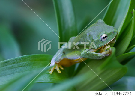 Vibrant Green Taipei Tree Frog on a Leaf. Vibrant Green Taipei Tree Frog on a Leaf. 119467774