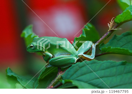 Vibrant Green Taipei Tree Frog on a Leaf. 119467795