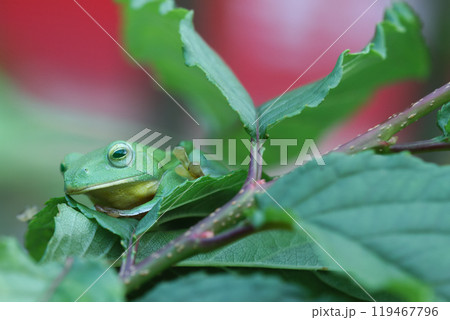Vibrant Green Taipei Tree Frog on a Leaf. 119467796