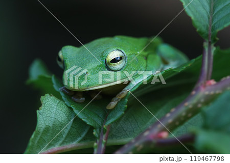 Vibrant Green Taipei Tree Frog on a Leaf. 119467798