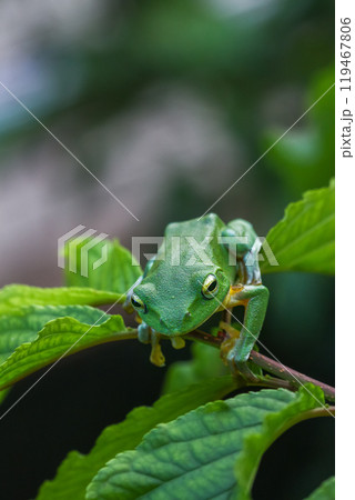 Vibrant Green Taipei Tree Frog on a Leaf. Vibrant Green Taipei Tree Frog on a Leaf. 119467806