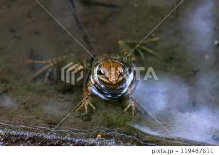 Olive Frog Peeking Out of Water. Olive Frog Peeking Out of Water. 119467811
