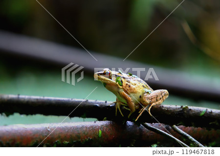 Olive Frog Perched on a Twig. 119467818