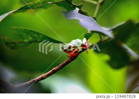 Vibrant Green Chinese Tree Frog Perched on a Twig in New Taipei City, Taiwan. 119467819