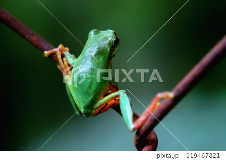 Vibrant Green Chinese Tree Frog Perched on a Twig in New Taipei City, Taiwan. 119467821