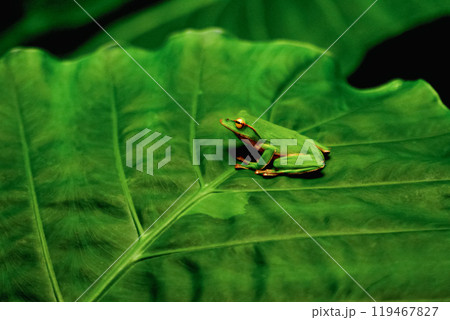 Emerald Tree Frog on a Leaf. 119467827