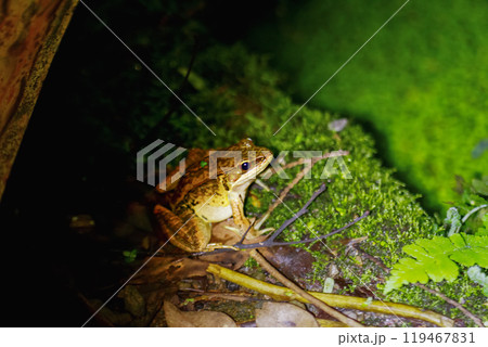 Close-up of a Latouchte's Frog. 119467831