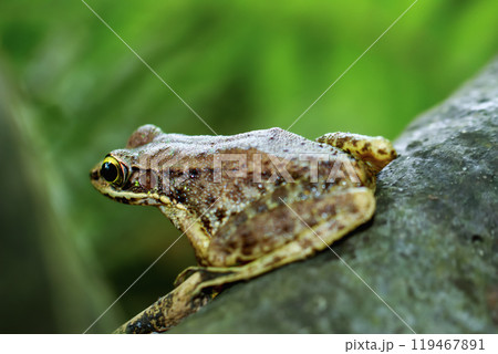 Swinhoe's Frog Perched on a Mossy Log, New Taipei City, Taiwan. Swinhoe's Frog Perched on a Mossy Log, New Taipei City, Taiwan. 119467891