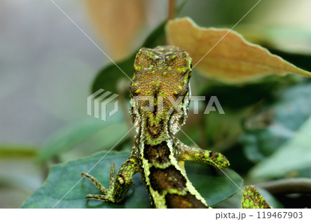 Yellow-mouthed Japalura Lizard Camouflaged on Leaves. Yellow-mouthed Japalura Lizard Camouflaged on Leaves. 119467903