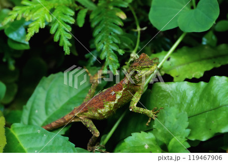Yellow-mouthed Japalura Lizard Camouflaged on Leaves. 119467906