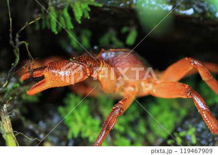 Close-up of a reddish-brown Rathbun's Freshwater Crab in its burrow. Close-up of a reddish-brown Rathbun's Freshwater Crab in its burrow. 119467909