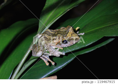 Robust Buerger's Frog Perched on a Leaf. 119467915