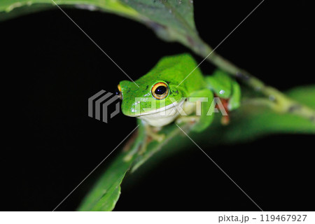Moltrecht's Tree Frog Perched on a Leaf at night, New Taipei City, Taiwan. 119467927