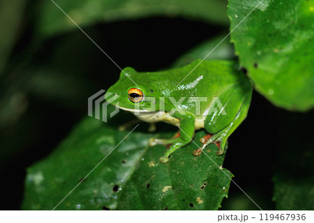 Moltrecht's Tree Frog Perched on a Leaf at night, New Taipei City, Taiwan. Moltrecht's Tree Frog Perched on a Leaf at night, New Taipei City, Taiwan. 119467936