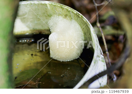Taipei tree frogs lay eggs in white foam nests. 119467939